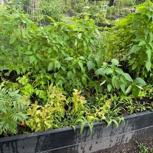 Garden DONATION Non GMO Seeds And Mystery gift for your support.